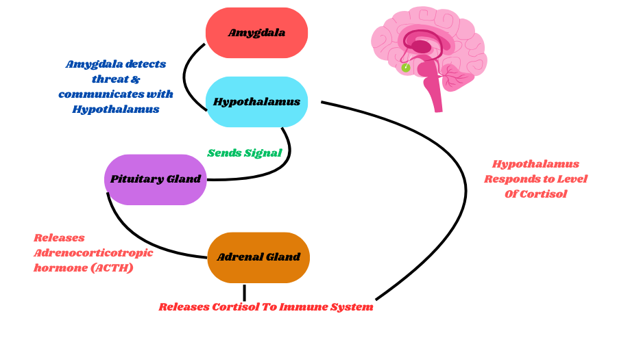 Stress response system diagram showing hypothalamus, pituitary gland, adrenal glands, and cortisol release through the HPA axis.