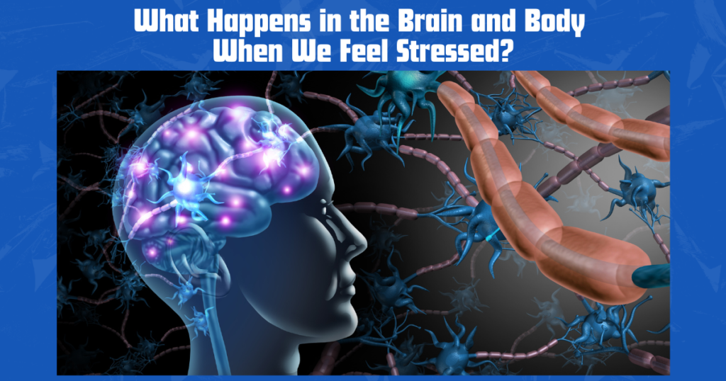 brain stress response amygdala cortisol diagram
